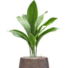 Aspidistra elatior | 98 cm