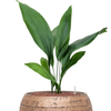 Aspidistra elatior | 71 cm
