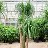 Beaucarnea recurvata 205 cm