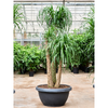 Beaucarnea recurvata 205 cm