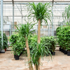 Beaucarnea recurvata | 185 cm