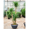 Beaucarnea recurvata | 185 cm