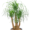 Beaucarnea recurvata | 95 cm