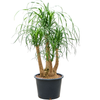 Beaucarnea recurvata | 95 cm