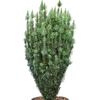 Cephalotaxus harringtonii Fastigiata | 185 cm