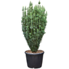 Cephalotaxus harringtonii Fastigiata | 185 cm