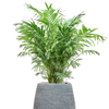 Chamaedorea elegans | 121 cm