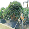 Chamaerops humilis vulcano - Europese Dwergpalm | 300 cm
