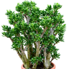 Crassula ovata ‘Gollum’ | 75 cm