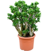 Crassula ovata ‘Gollum’ | 75 cm