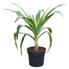 Crinum asiaticum | 105 cm (pot 38 cm)