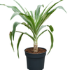 Crinum asiaticum | 105 cm (pot 38 cm)