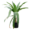 Crinum asiaticum | 165 cm (pot 45 cm)