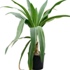 Crinum asiaticum | 165 cm (pot 45 cm)