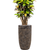 Croton | 192 cm