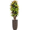 Croton | 192 cm