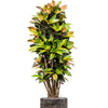 Croton | 192 cm