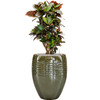 Croton petra | 113cm