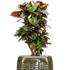 Croton petra | 113cm
