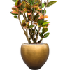 Croton Petra | 158 cm
