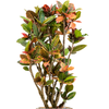 Croton Petra | 158 cm