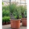 Dasylirion serratifolium | 145 cm
