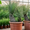 Dasylirion serratifolium | 145 cm
