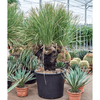 Dasylirion serratifolium | 175 cm
