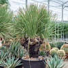 Dasylirion serratifolium | 175 cm