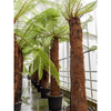 Dicksonia antarctica/ Boomvaren | 355 cm