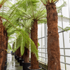 Dicksonia antarctica/ Boomvaren | 355 cm