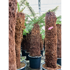 Dicksonia antarctica/ Boomvaren | 255 cm