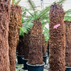 Dicksonia antarctica/ Boomvaren | 255 cm