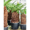 Dicksonia antarctica/ Boomvaren | 125 cm