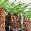 Dicksonia antarctica/ Boomvaren | 125 cm