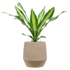 Dracaena fragrans | 84 cm