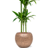 Dracaena fragrans ‘Arturo’ | 143 cm