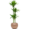 Dracaena fragrans ‘Arturo’ | 143 cm