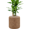 Dracaena fragrans ''Burundii'' | 123 cm