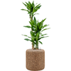 Dracaena fragrans ''Burundii'' | 123 cm
