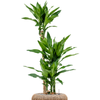 Dracaena fragrans ''Burundii'' | 123 cm