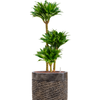 Dracaena fragrans ‘Compacta’ | 135 cm