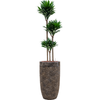 Dracaena fragrans ‘Compacta’ | 171 cm