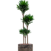 Dracaena fragrans ‘Compacta’ | 171 cm