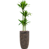 Dracaena fragrans ‘Janet Craig’ | 211 cm