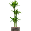 Dracaena fragrans ‘Janet Craig’ | 211 cm