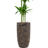 Dracaena fragrans ‘Janet Craig’ | 211 cm