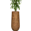 Dracaena fragrans | 146 cm