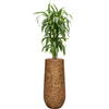 Dracaena fragrans | 146 cm