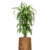 Dracaena fragrans | 146 cm